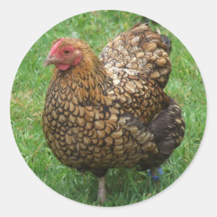 Chicken Stickers Runt Klistermärke