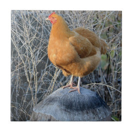 Chicken Tile Kakelplatta