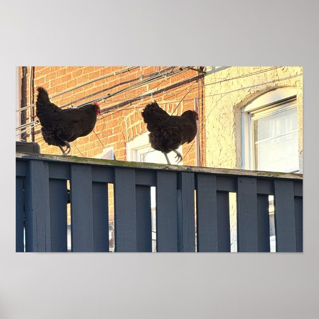 Chicken Walk Photo Poster (Framsidan)