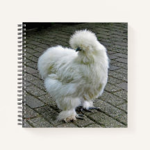Chicken White Silkie Photo