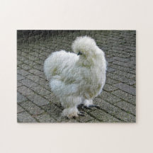 Chicken White Silkie Photo