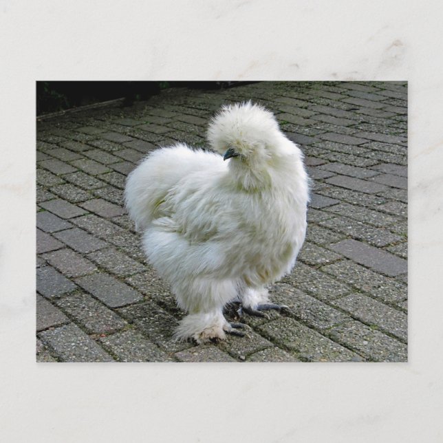 Chicken White Silkie Photo Vykort (Framsida)