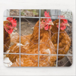 Chicken Wire Musmatta