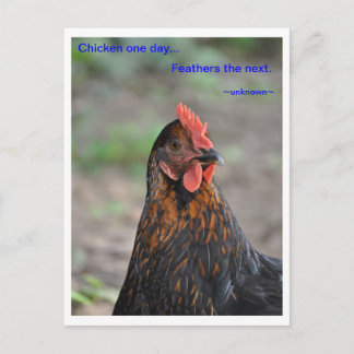 Chicken Wisdom - Feathers Vykort