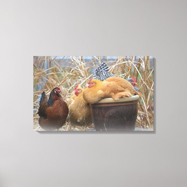 Chicken Wrapped Canvas (Framsida)