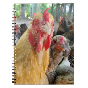Chickens Anteckningsbok