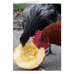 Chickens Eating Pumpkin Hälsningskort