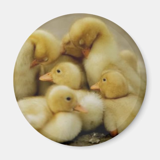 chickens familj magnet (Framsidan)