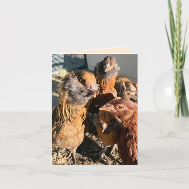 Chickens Gathering Close-Up Photograph Kort (Framsida)