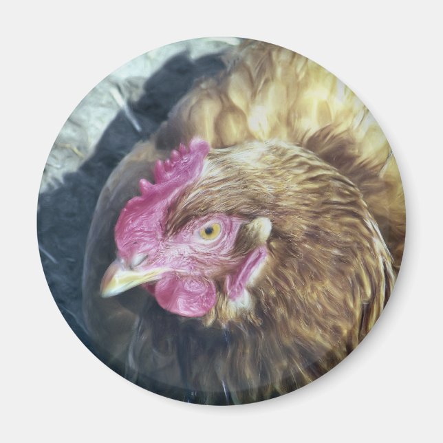CHICKENS MAGNET (Framsidan)