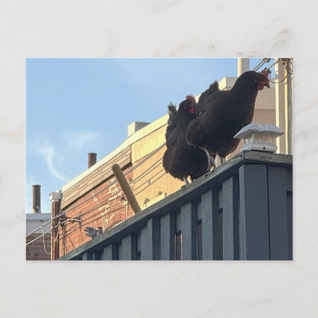 Chickens Photo Postcard Vykort (Framsida)