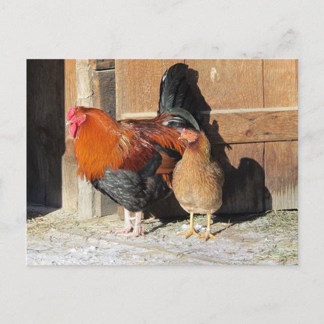 Chickens Post Card Farm Tupp och Hen Vykort (Framsida)