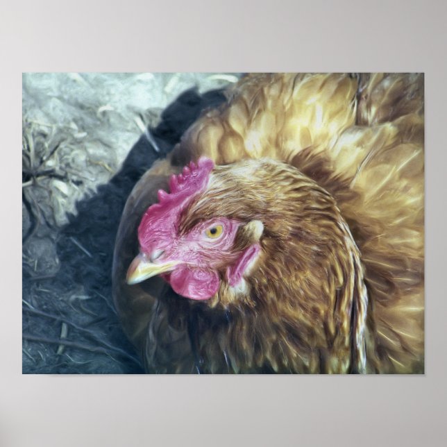 CHICKENS POSTER (Framsidan)