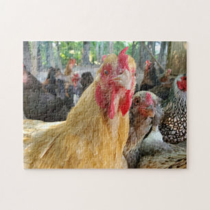 Chickens Pussel