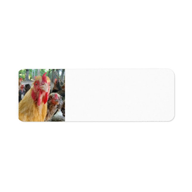 Chickens Returadress Etikett (Framsidan)