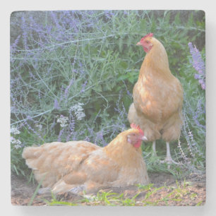 Chickens Sunbad Stenunderlägg