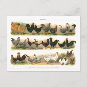 Chickens Tuppar Breed-illustration Vykort