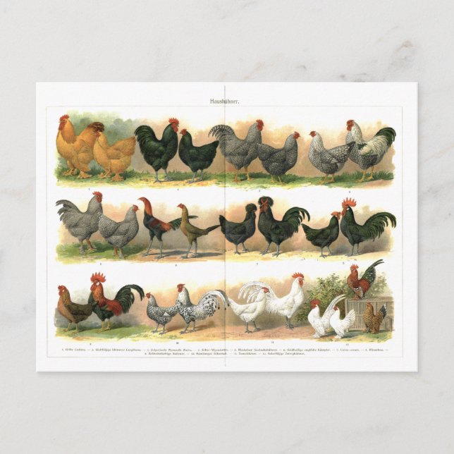 Chickens Tuppar Breed-illustration Vykort (Framsida)