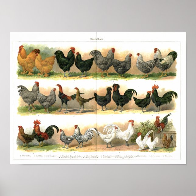 Chickens Tuppar Reds illustration Poster (Framsidan)