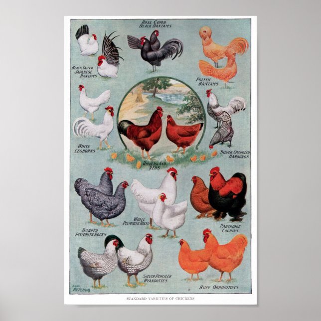 Chickens Vintage Bok Page Poster (Framsidan)