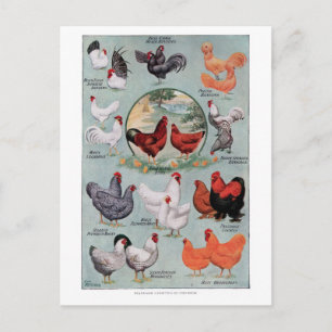 Chickens Vintage Bok Page Vykort