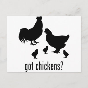 Chickens Vykort