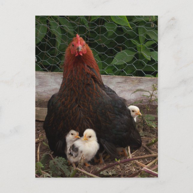Chickens vykort (Framsida)
