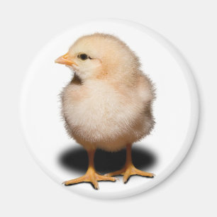 Chickmagnet Magnet