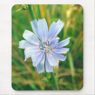 Chickory Flower Musmatta