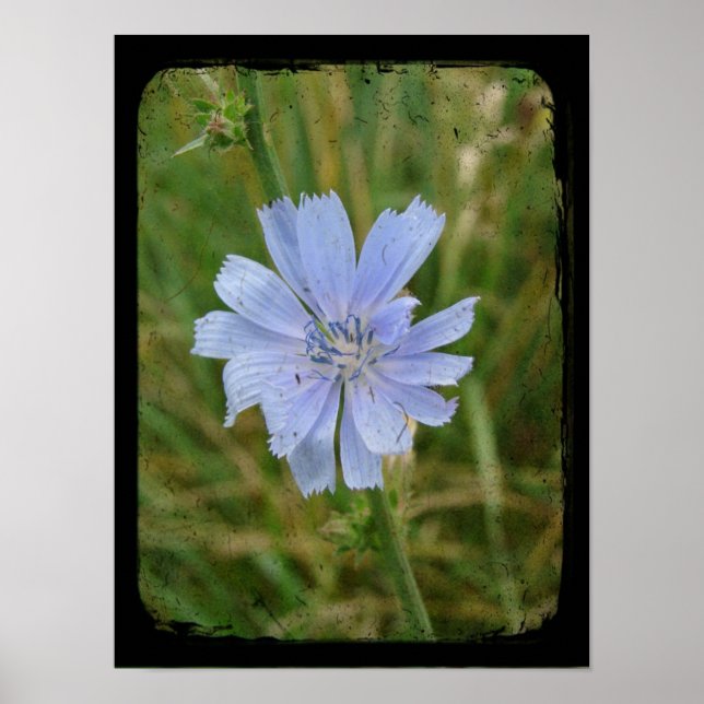 Chickory Flower Poster (Framsidan)