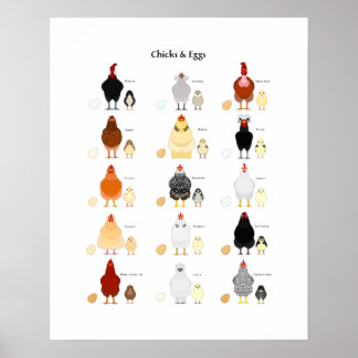 chicks and eggs color chart poster