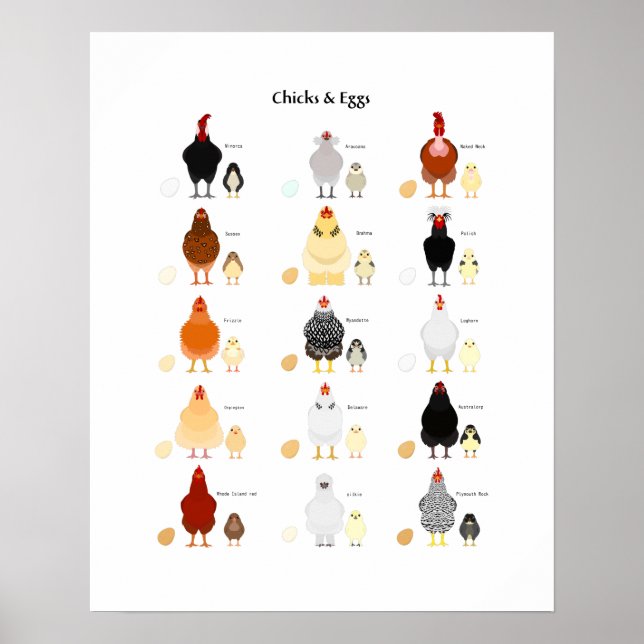 chicks and eggs color chart poster (Framsidan)