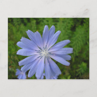 Chicorée sauvage vykort