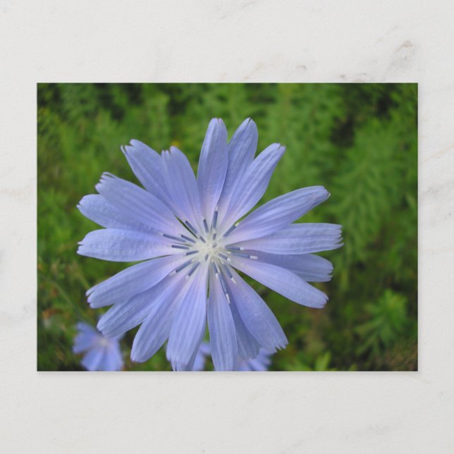 Chicorée sauvage vykort (Framsida)