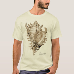 Chicoreus ramosus (den Chicoreus inflatusen). Tee