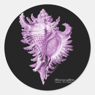 Chicoreus ramosus runt klistermärke