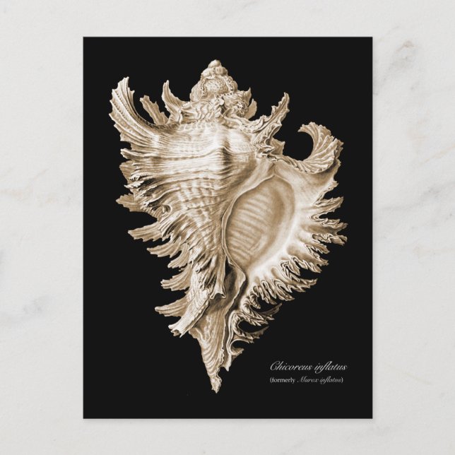Chicoreus ramosus vykort (Framsida)
