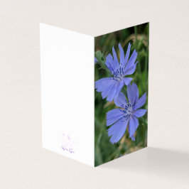 Chicory Flower Folded Note Card Kort