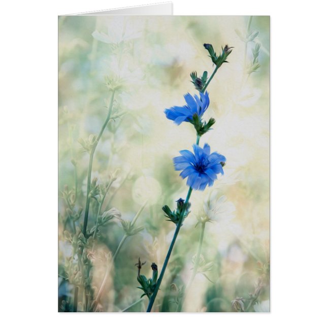 Chicory Hälsningskort (Framsidan)