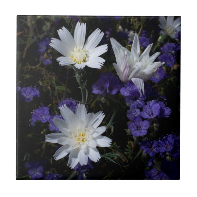 Chicory och Phacelia vilda blommor Kakelplatta (Framsidan)