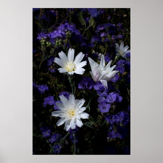 Chicory och Phacelia vilda blommor Poster (Framsidan)