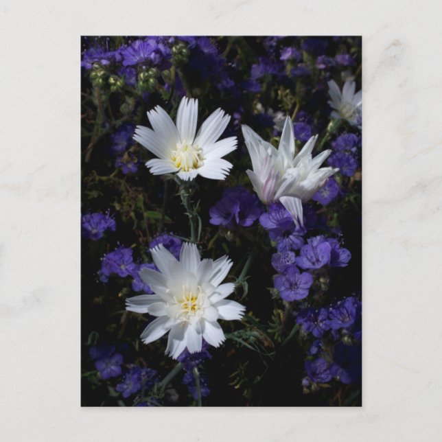 Chicory och Phacelia vilda blommor Vykort (Framsida)