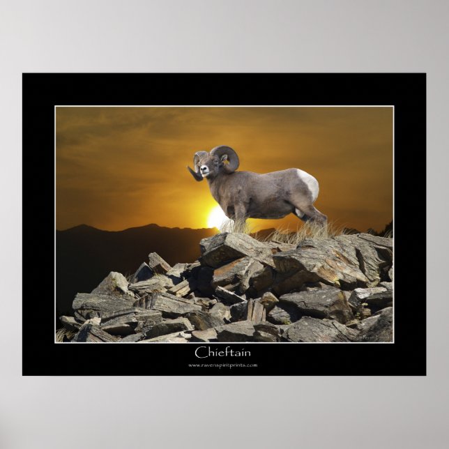 CHIEFTAIN BIG HORN SHEEP Wildlife Photo Poster (Framsidan)