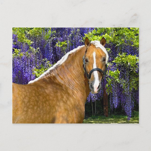 "Chieftain" vykort (Framsida)