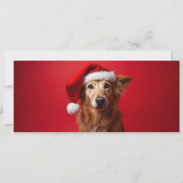 Chien drôle sur fond rouge