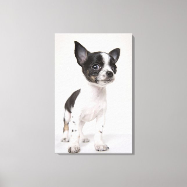 Chihua puppy som står på vit vävnad canvastryck (Framsida)