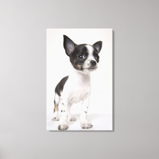 Chihua puppy som står på vit vävnad canvastryck