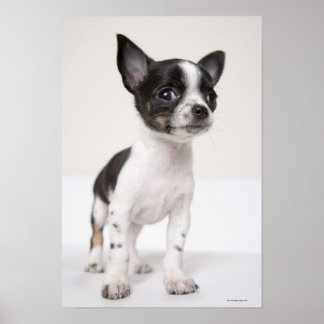 Chihua puppy som står på vit vävnad poster