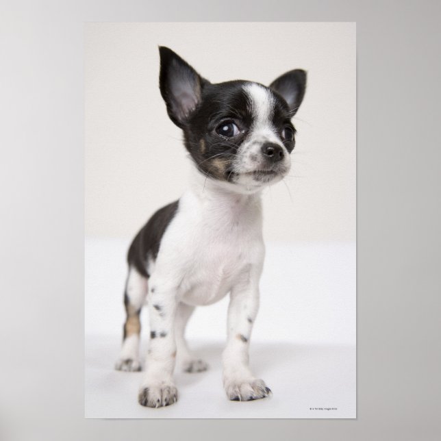 Chihua puppy som står på vit vävnad poster (Framsidan)