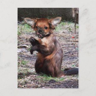 Chihuahamonkey vycard vykort